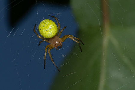 Spider Araniella cucurbitina in close upの写真素材