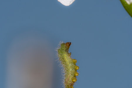 Geranium Lichenide hanging from its threadの写真素材