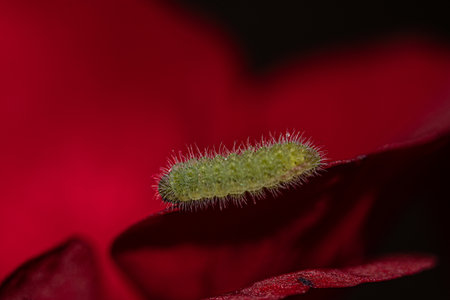 Geranium lichenide over a flower