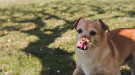 Photo of a dog with a tree shadow behindのeditorial素材