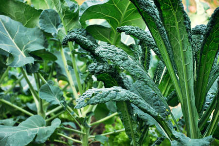 Biologic black cabbage