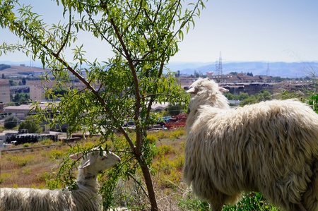 A sheep with lamb looks at the cityの写真素材