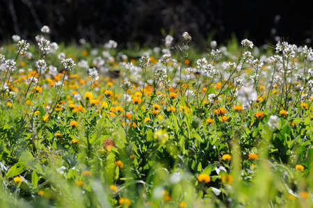 Flower fieldの写真素材