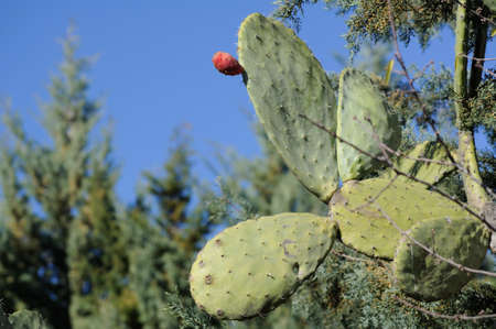 Prickly pearの写真素材