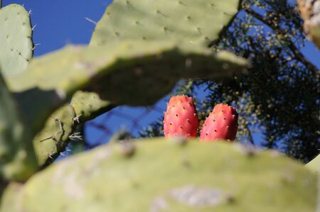 Prickly pears