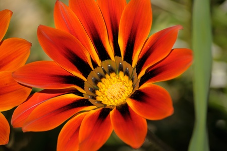 Gazania, south african daisiesの写真素材