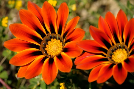Gazania, south african daisiesの写真素材