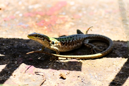 Lizard packing the defence