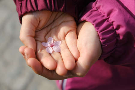 Little girl in a cyclamen jacket holds a pink cherry Sakura blossom in her hand, on the first day of spring.の写真素材