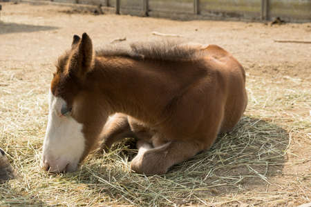 Ten day old foal, lying down and eating hayの写真素材