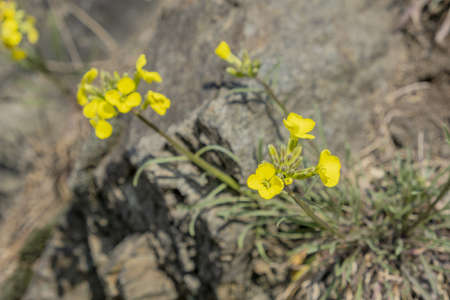 yellow wild flowers among the rocksの写真素材
