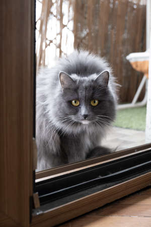 beautiful blue siberian cat, looks inside through the ajar doorの写真素材