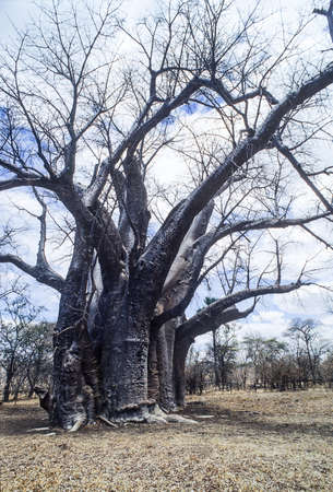 baobab (Adansonia digitata), Hwange National Park, Zimbabwe, Africa