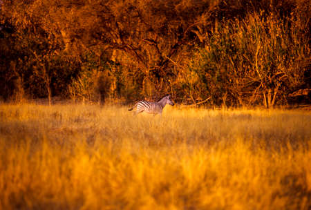 Plains Zebra (Equus burchellii), Moremi Wildlife Reserve, Botswana, Africaの写真素材