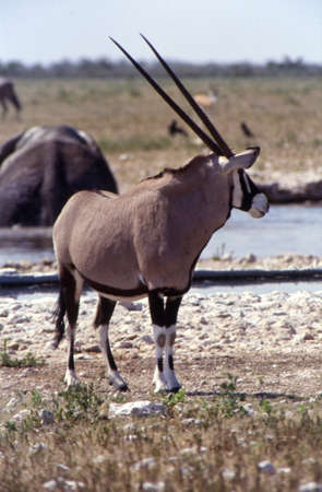 Gemsbok (Oryx Gazelle) Etosha National Park, Namibia, Africa