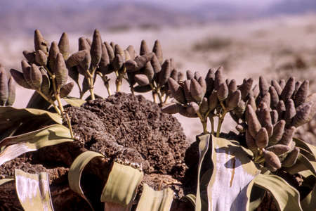 the welwitschia mirabilis, one of the most long-lived plants in the world, namib naukluft park, erongo, namibia, africaの写真素材