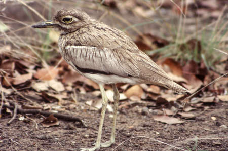 Water Dikkop (Burhinus vermiculatus), Kruger National Park, Mpumalanga, South Africaの写真素材