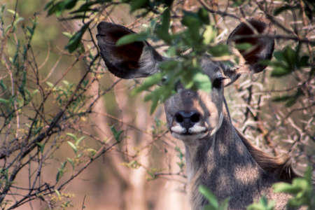 Kudu (Tragelaphus strepsiceros), Kruger National Park, Mpumalanga, South Africa
