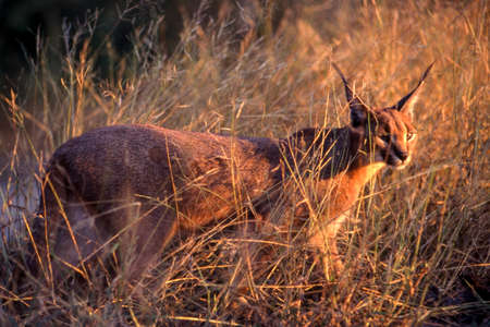 Caracal (Felix caracal), Maun, Ngamiland, Botswana, Africaの写真素材