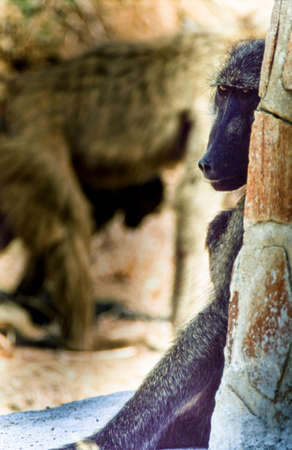 Savanna Baboon, (Papio cynocephalus ursinus), Kruger National Park, Mpumalanga, South Africa, Africa