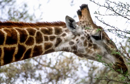 Giraffe, (Giraffa camelopardalis), Kruger National Park, Mpumalanga, South Africa, Africaの写真素材