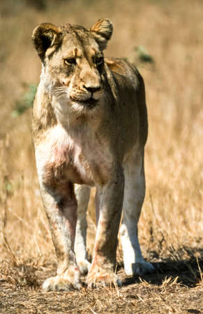 Lion, (Panthera leo), Kruger National Park, Mpumalanga, South Africa, Africaの写真素材