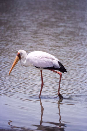 Yellowbilled Stork (Mycteria ibis, Selous Game Reserve, Morogoro, Tanzania, Africaの写真素材