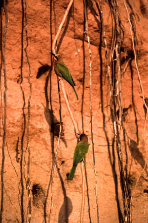 Whitefronted Bee-eater (Merops bullockoides), Selous Game Reserve, Morogoro, Tanzania, Africa