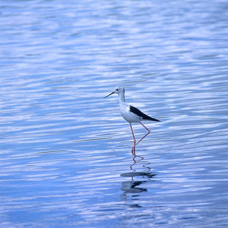 Blackwinged Stilt (Himantopus himantopus), Selous Game Reserve, Morogoro, Tanzania, Africa