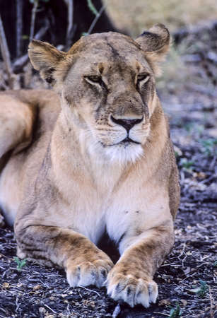Lion (Panthera leo), Selous Game Reserve, Morogoro, Tanzania, Africaの写真素材