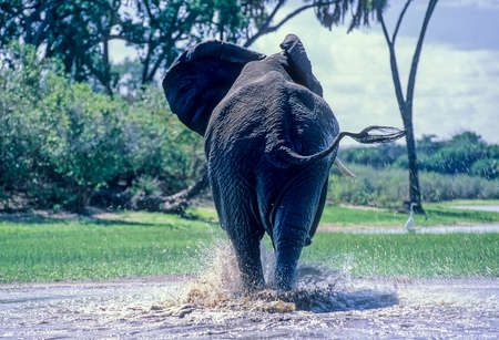 Elephant (Loxodonta africana), Selous Game Reserve, Morogoro, Tanzania, Africaの写真素材