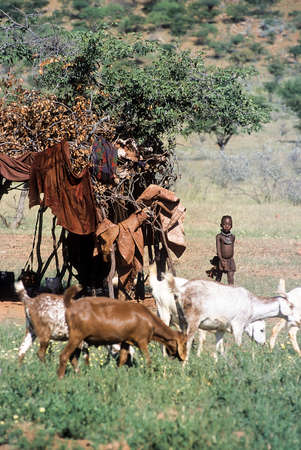May 15, 2005. unidentified Himba boy with a herd of goats. Epupa Falls, Kaokoland or Kunene Province, Namibia, Africaのeditorial素材