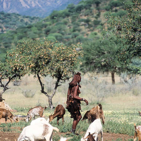 May 15, 2005. unidentified Himba woman with a herd of goats. Epupa Falls, Kaokoland or Kunene...