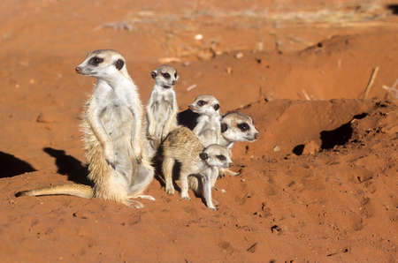 Suricate (Suricata suricatta), Africa, Namibia, Hardap, Kalahariの写真素材
