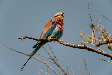 Lilacbreasted Roller (Coracias caudata) South Africa, Mpumalanga, Timbavati Nature Reserve