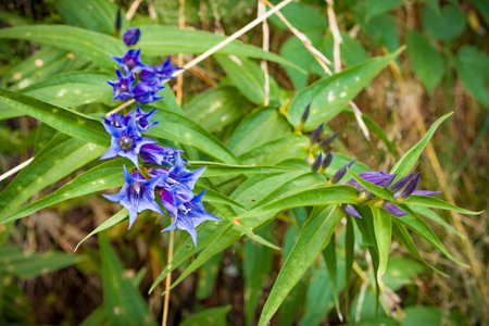 Gentian (Gentiana officinalis) blooming in the forestの写真素材