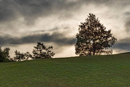 Lonely tree on a meadow with dark clouds in the backgroundの写真素材
