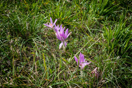 Purple crocuses in the mountains. First spring flowers.の写真素材