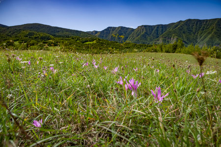 Crocuses in a meadow on the background of the mountainsの写真素材