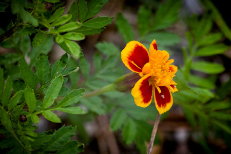 Marigold flower (Tagetes erecta) in gardenの写真素材