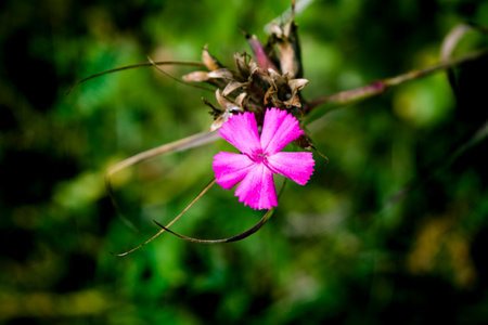 Dianthus barbatus flower in Thai, Thailand. (Dianthus barbatus)