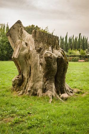 Old tree stump in the park, Tuscany, Italy.の写真素材