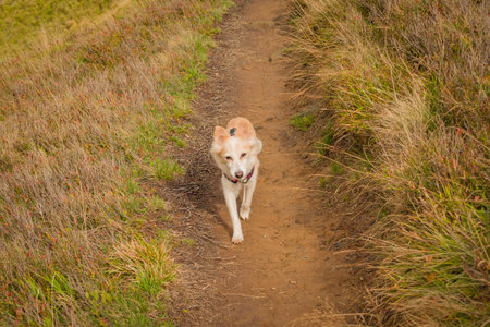 Dog running on the trail in autumn season