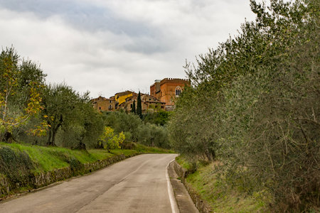 Rural landscape with olive grove in Tuscany, Italyの写真素材