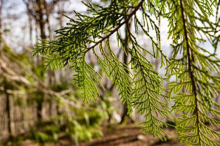 pine tree branches in spring forest with shallow depth of field. abstract environmental backgroundsの写真素材