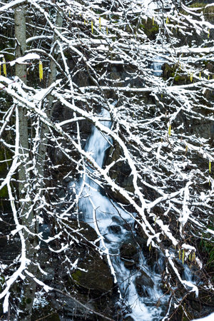 snow-covered trees and small stream in the forest in winterの写真素材