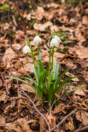 Spring snowflake flower (Leucojum vernum)の写真素材