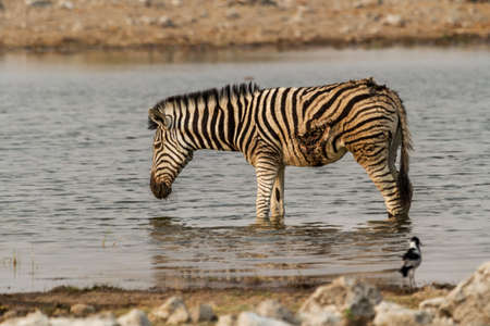 Dying zebra with a wound in His left sideの写真素材