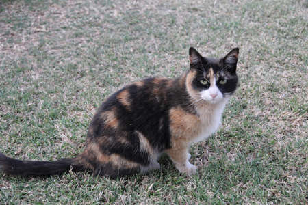 tortoise shell catの写真素材