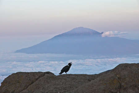 kilimanjaro morningのeditorial素材